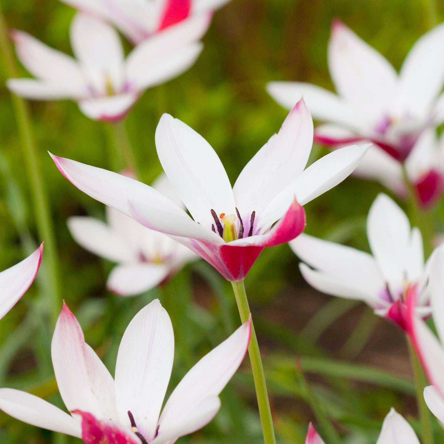 Tulipe botanique 'Peppermintstick'